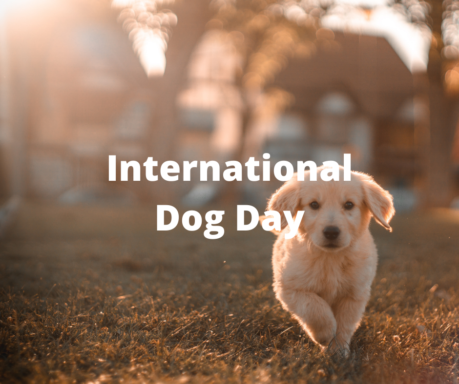 International Dog Day