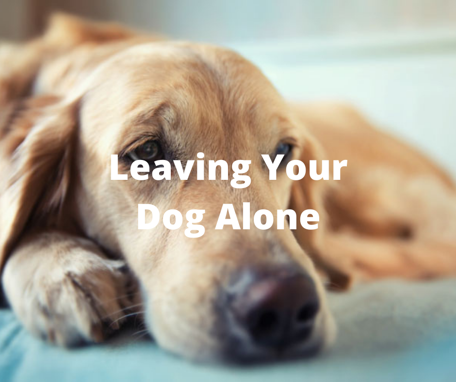 Leaving your dog home alone (a guilt-free guide)