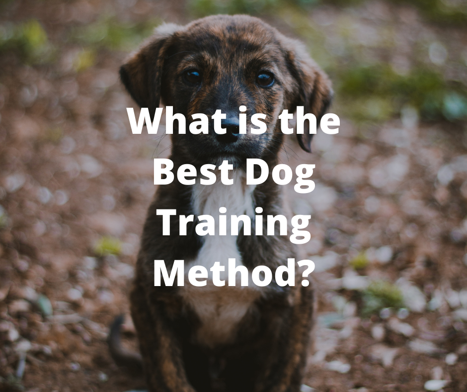 Best dog 2024 training methods