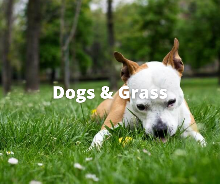 dog laying and chewing on green grass in the daytime