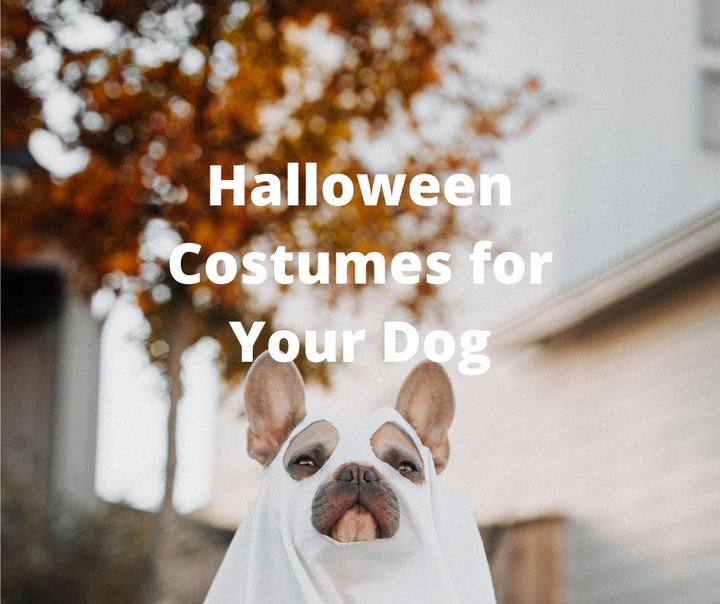 Best Halloween Costumes for Dogs You Should Buy