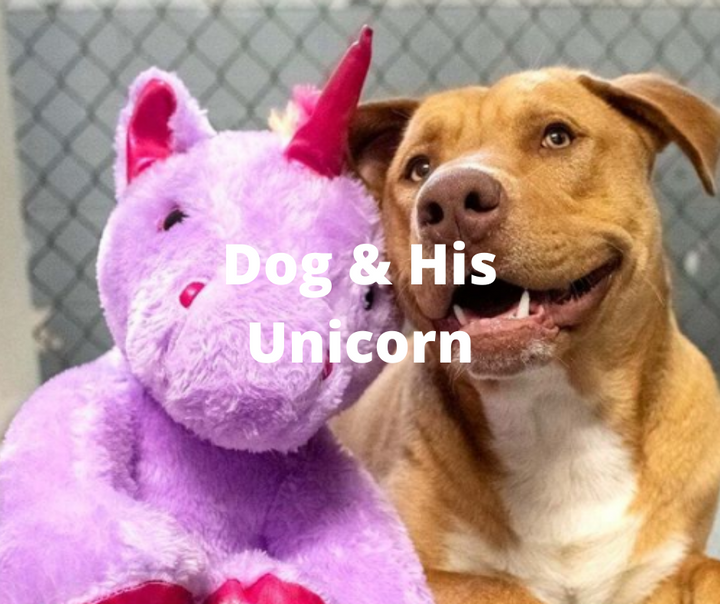 brown dog smiling with purple unicorn stuffed animal in front of metal fencing