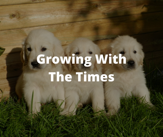 three white puppies sitting side by side on grass in sunlight in front of wooden fence